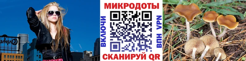 мега как зайти  как найти   Родники  Псилоцибиновые грибы Psilocybe 